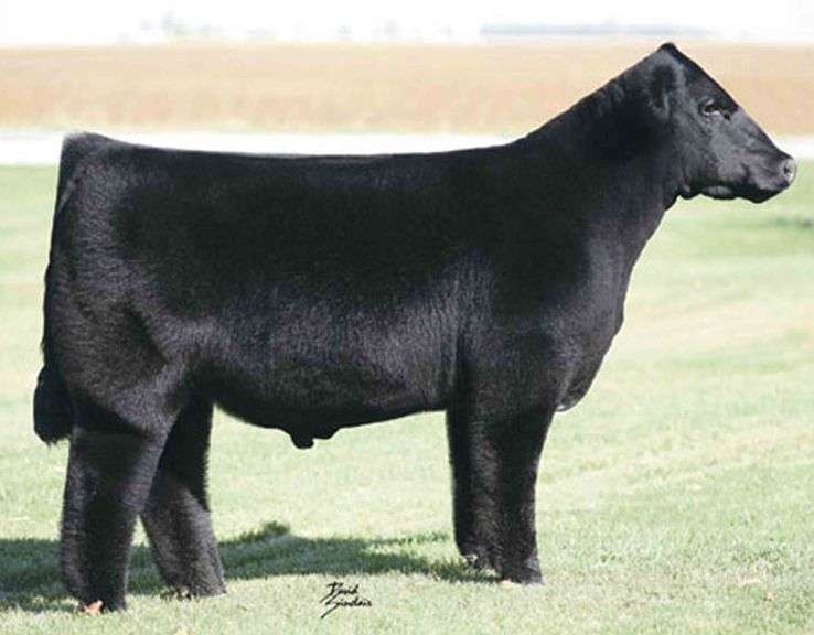 I-80 SEMEN