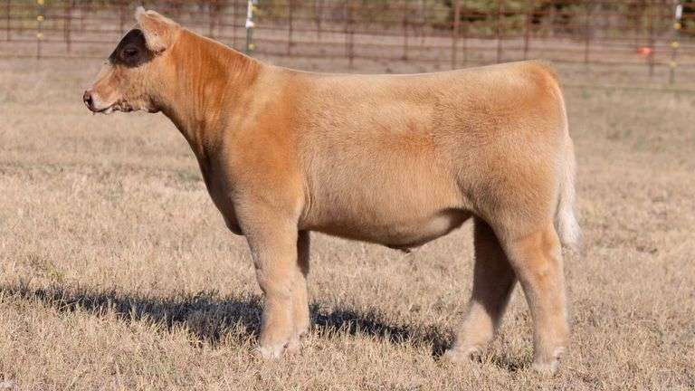 TAG 27 STEER