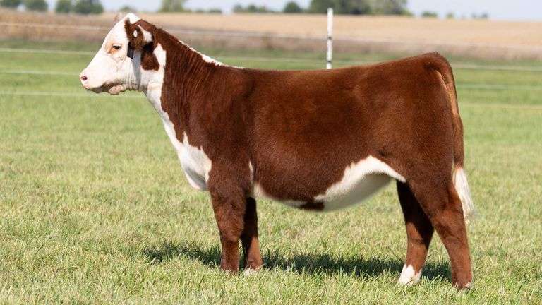 TAG 7 HEIFER