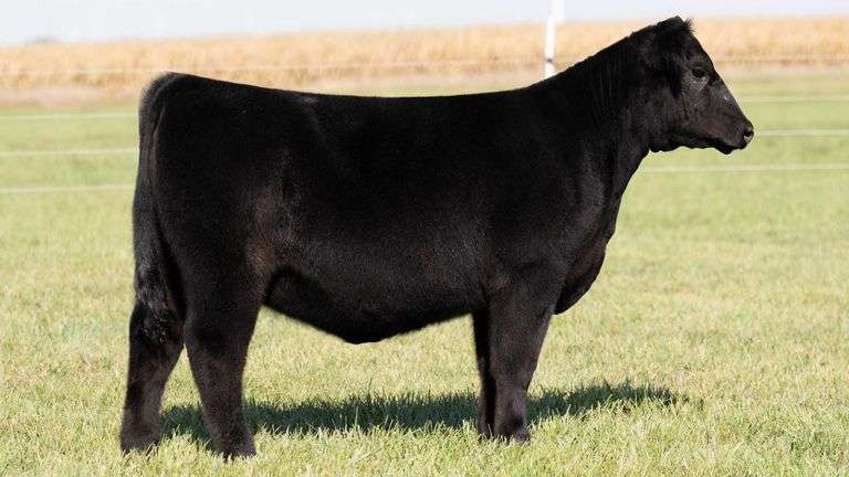 TAG 33 HEIFER
