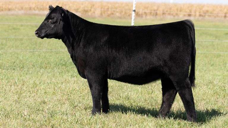 TAG 45 HEIFER