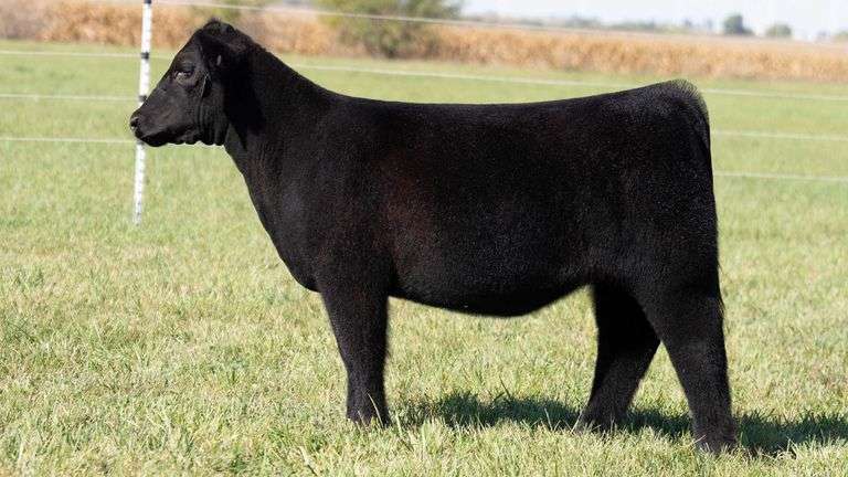 TAG 38 HEIFER