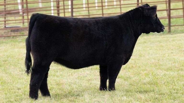 TAG 115 HEIFER