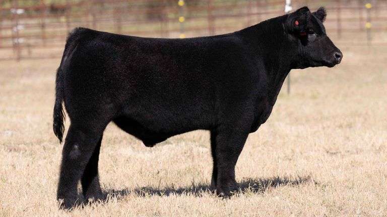TAG 172 STEER