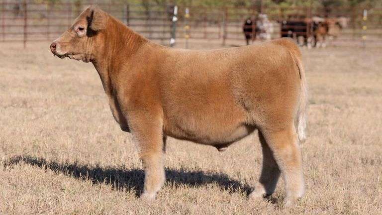 DUECE X 1 OAK EMBRYOS