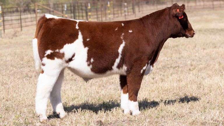 TAG 167 STEER