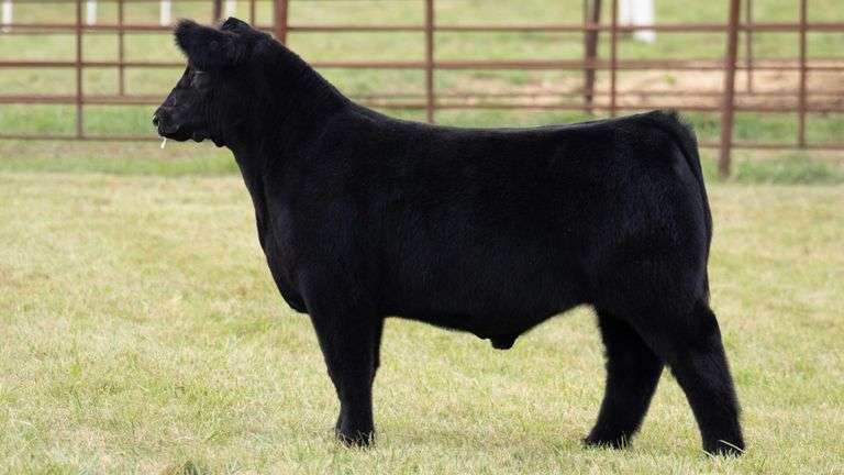 TAG 119 STEER
