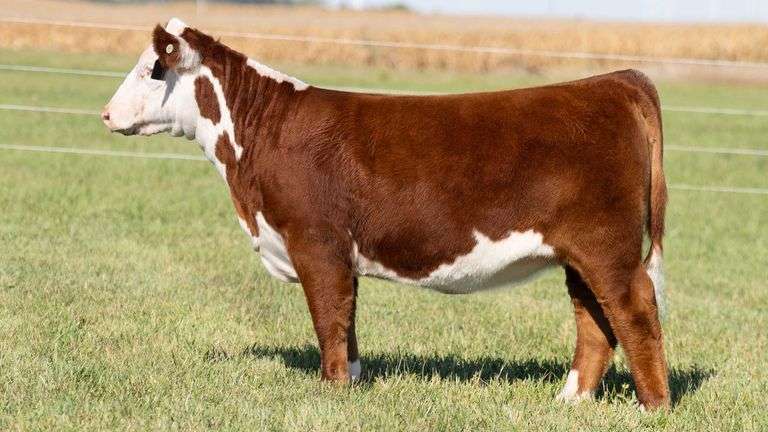 TAG 40 HEIFER