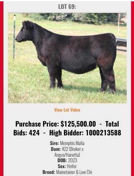 TAG 108 MAINETAINER / LOW CHI HEIFER