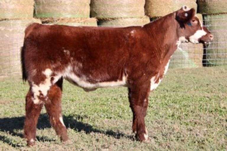 LARGER THAN LIFE STEER