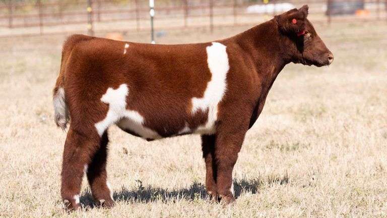 TAG 169 STEER