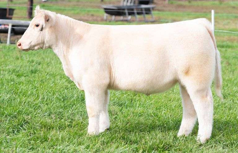 TAG 39 STEER