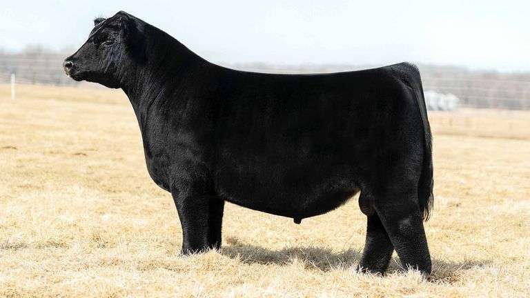 WALK THE LINE A SEMEN