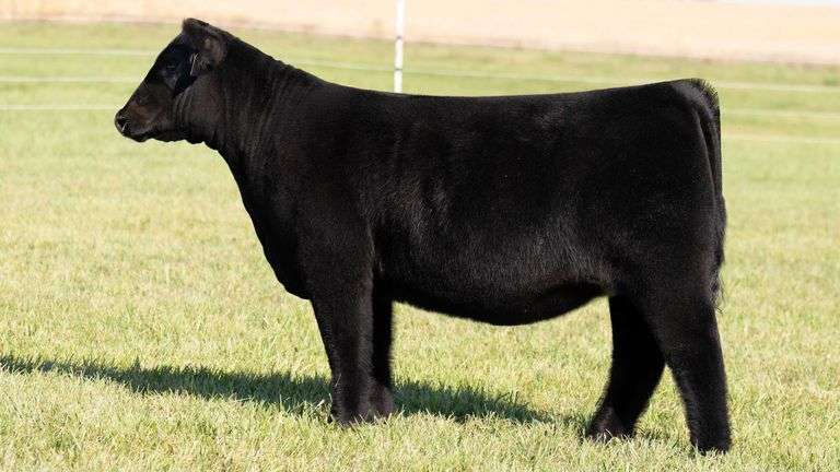 TAG 52 HEIFER