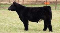 TAG 123 STEER