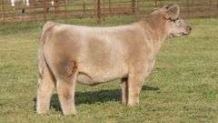 TAG 122 STEER