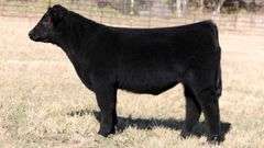 TAG 173 STEER