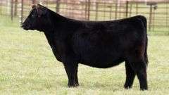 TAG 114 HEIFER