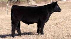 TAG 165 STEER