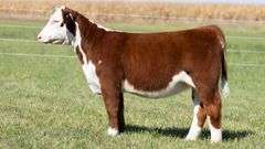 TAG 47 HEIFER
