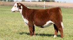 TAG 7 HEIFER