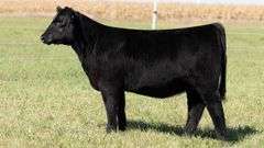 TAG 45 HEIFER