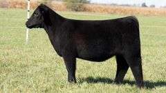 TAG 38 HEIFER