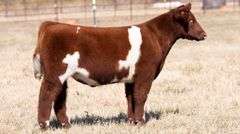 TAG 169 STEER