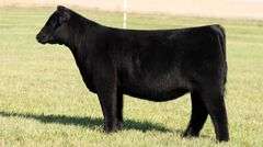 TAG 52 HEIFER