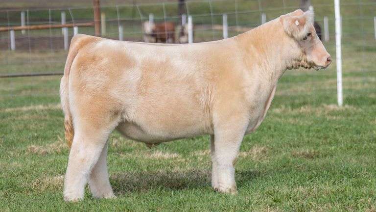TAG 1 STEER