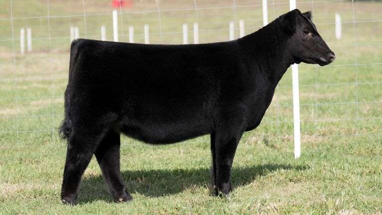 TAG 8 HEIFER