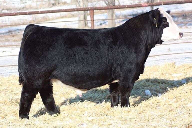 SEXED 5ml BANKROLL SEMEN B
