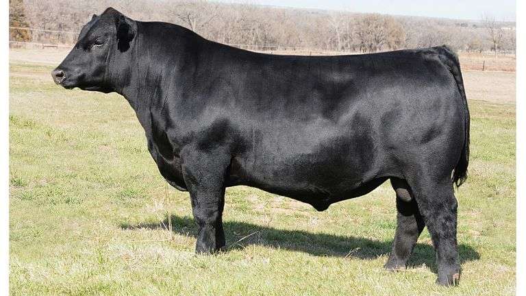 GOLD STANDARD SEMEN