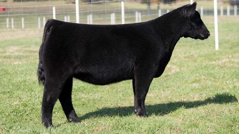 TAG 12 HEIFER