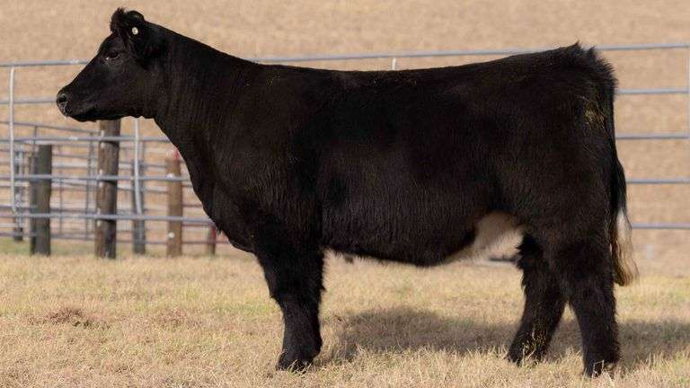 TAG 29 BRED HEIFER