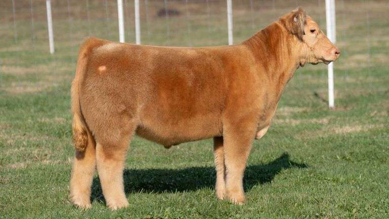 TAG 4 STEER