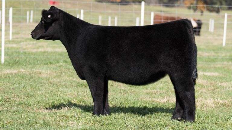 TAG 14 HEIFER