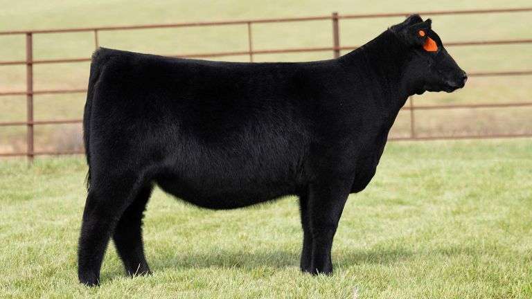 TAG 46 HEIFER