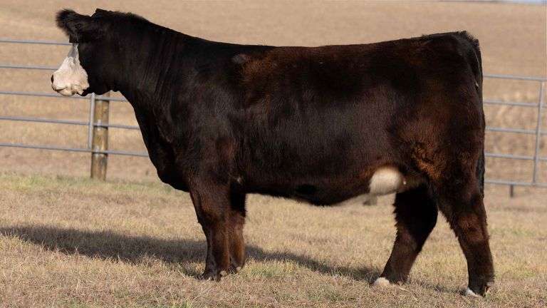 TAG 147 BRED HEIFER
