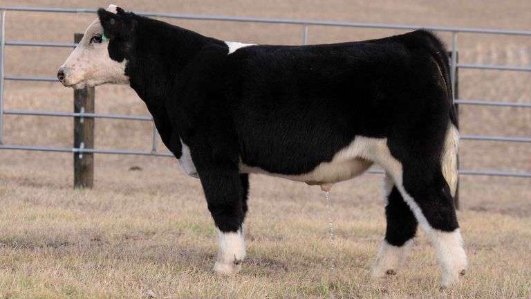 TAG 61 BULL