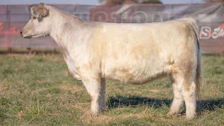 WHITEY X HGTA EMBRYOS