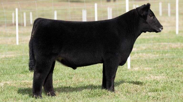 TAG 11 STEER