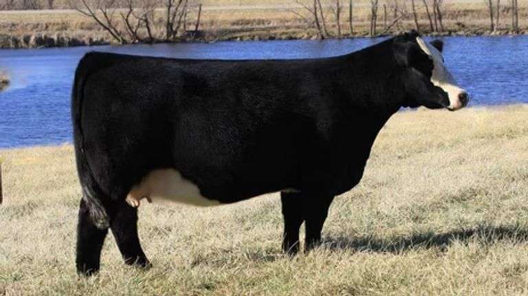 HIA X VANNA EMBRYOS
