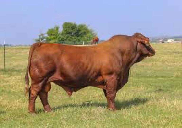TAG PURE SWAGGER A SEMEN
