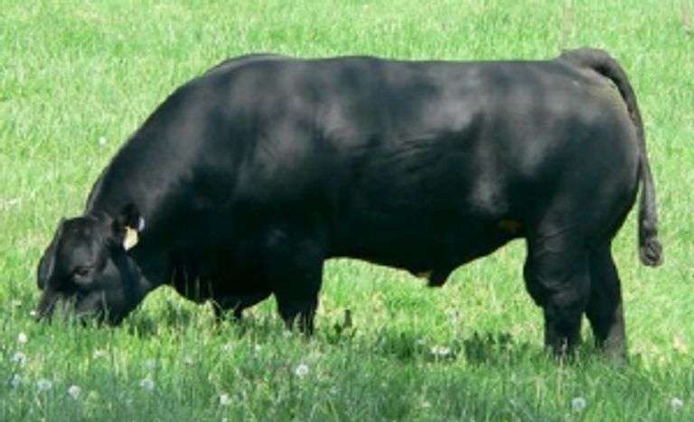 IRISH WHISKEY SEMEN
