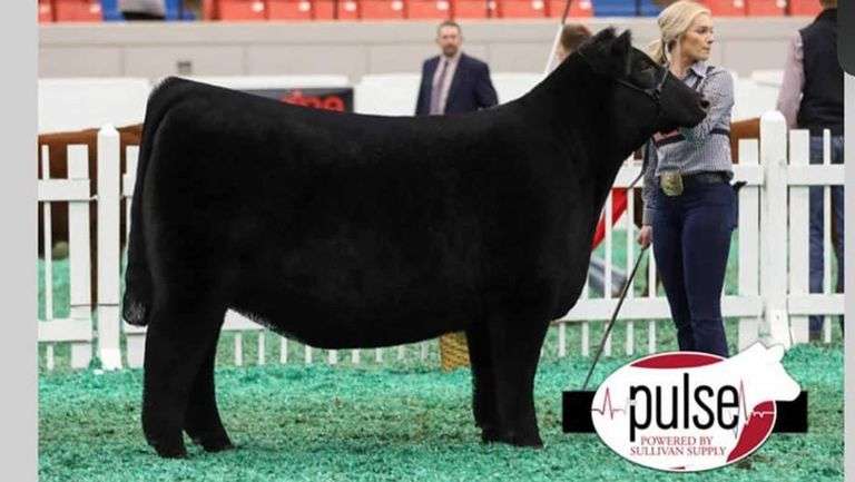PRIMOS DARLING EMBRYOS