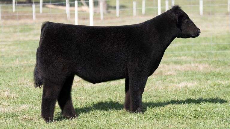 TAG 15 STEER