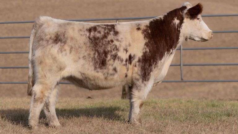 No Tag BRED HEIFER