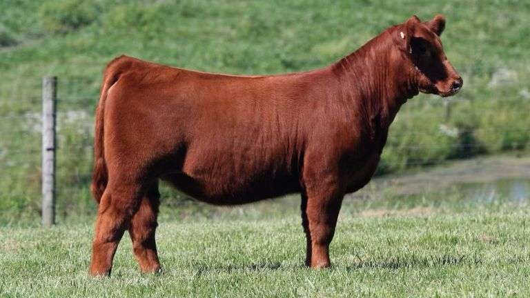 RELENTLESS X RUBY EMBRYOS