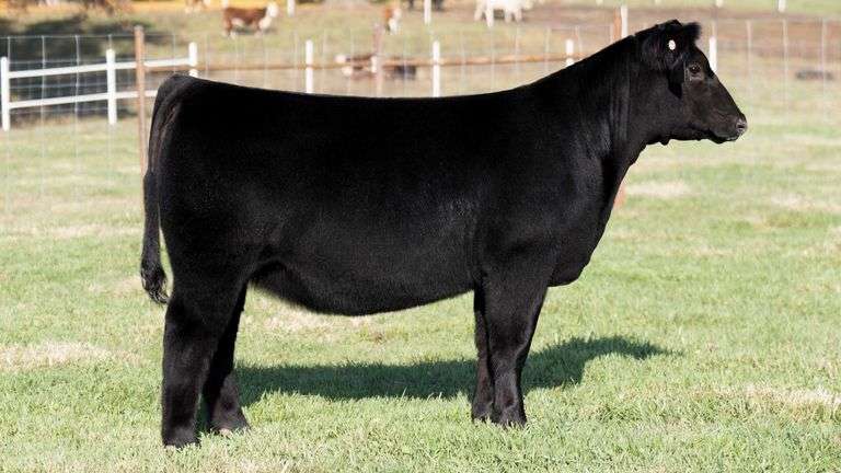 TAG 10 HEIFER